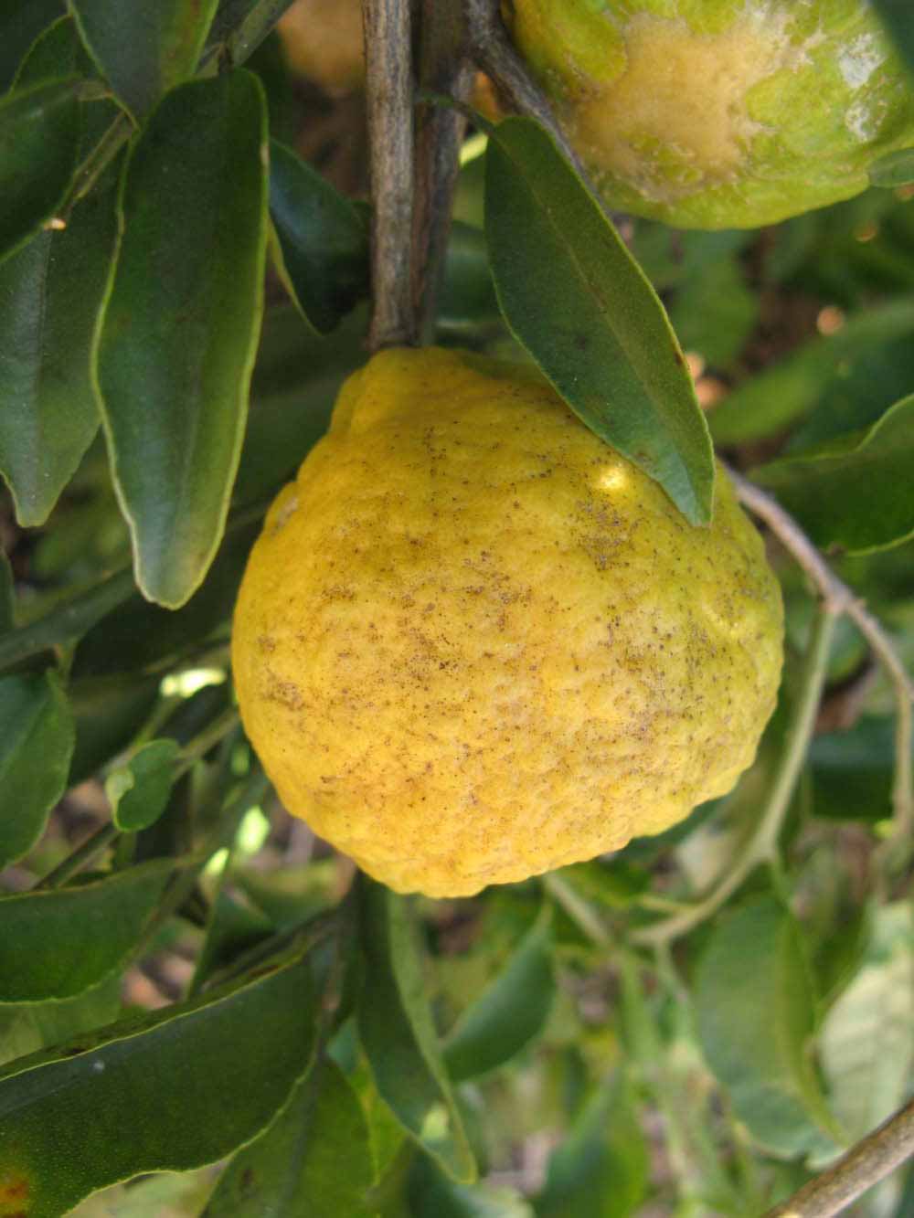              Fruit (Winter Haven, FL)       